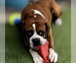 Small Photo #3 Boxer Puppy For Sale in Chandler, AZ, USA