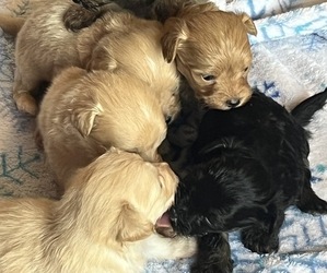 Pomeranian-Poodle (Toy) Mix Litter for sale in GLENWOOD CITY, WI, USA