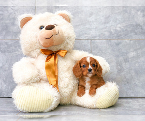 Cavalier King Charles Spaniel Puppy for sale in CLEVELAND, NC, USA