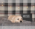 Puppy 6 English Cream Golden Retriever