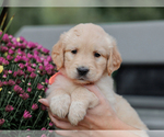 Image preview for Ad Listing. Nickname: Rachelle