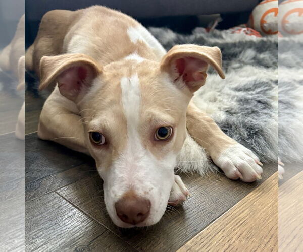 Medium Photo #7 Carolina Dog-Unknown Mix Puppy For Sale in Hillsboro, MO, USA