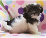 Small Photo #2 Shih-Poo Puppy For Sale in BAY VIEW, WI, USA
