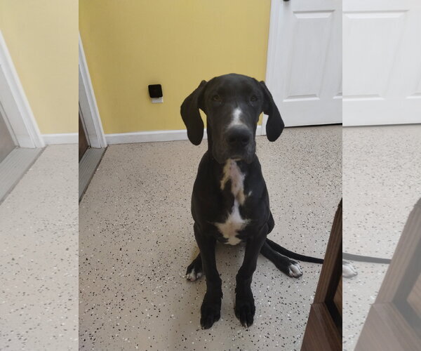 Medium Photo #4 Great Dane Puppy For Sale in York, SC, USA