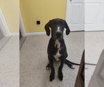 Small #3 Great Dane
