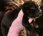 Small Photo #7 American Bully Puppy For Sale in SEVERN, MD, USA