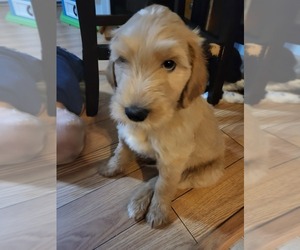 Goldendoodle Puppy for sale in WATERLOO, IL, USA