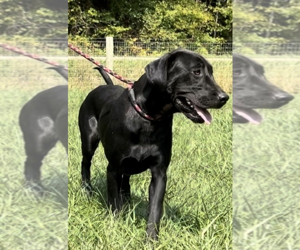 Medium Photo #2 Labrador Retriever Puppy For Sale in NEOLA, WV, USA