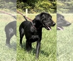 Small #1 Labrador Retriever