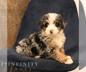 Bernedoodle (Miniature) Puppy for sale in NARVON, PA, USA