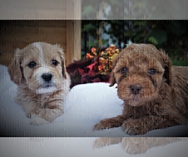 Medium Photo #6 Cavapoo Puppy For Sale in LUBLIN, WI, USA