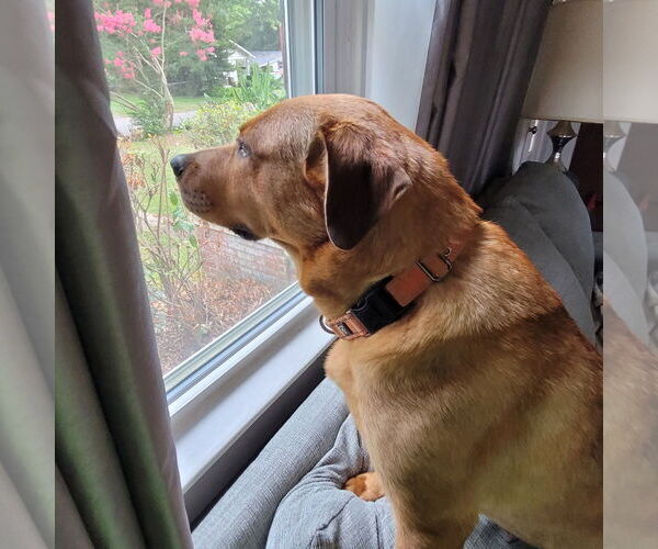 Medium Photo #5 Labrador Retriever-Unknown Mix Puppy For Sale in Newfoundland, PA, USA