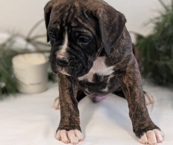 Medium Photo #9 Boxer Puppy For Sale in GOSHEN, IN, USA