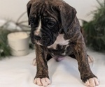 Small #8 Boxer