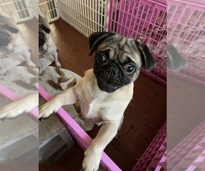 American Lo-Sze Pugg Puppy for sale in HAZLET, NJ, USA