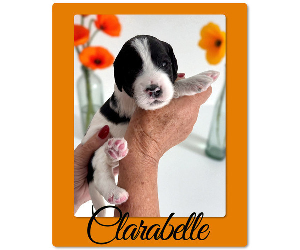 Medium Photo #3 Bernedoodle-Poodle (Standard) Mix Puppy For Sale in MENIFEE, CA, USA