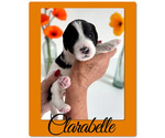 Small #2 Bernedoodle-Poodle (Standard) Mix