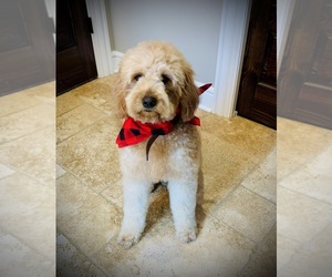 Mother of the Goldendoodle (Miniature) puppies born on 09/07/2025