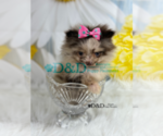 Small Photo #10 Pomeranian Puppy For Sale in RIPLEY, MS, USA