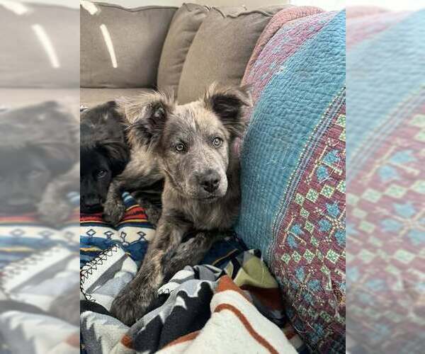 Medium Photo #13 Mutt Puppy For Sale in New York, NY, USA