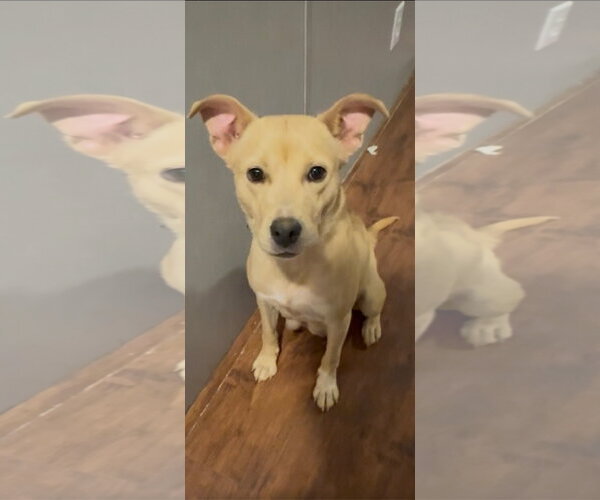 Medium Photo #2 American Staffordshire Terrier-Unknown Mix Puppy For Sale in Holly Springs, NC, USA