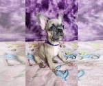 Small #7 French Bulldog