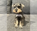 Puppy Boy Schnauzer (Miniature)