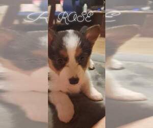 Pembroke Welsh Corgi Puppy for sale in ANDOVER, MN, USA