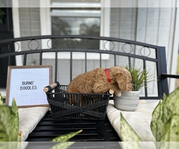 Medium Photo #7 Goldendoodle Puppy For Sale in BRANDON, FL, USA