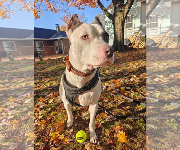 Medium Photo #1 American Pit Bull Terrier-Unknown Mix Puppy For Sale in Germantown, OH, USA