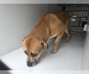 Mutt Dogs for adoption in Houston, TX, USA