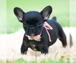 Small #3 French Bulldog