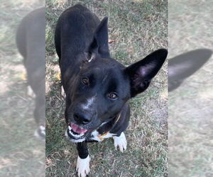 Akita-Border Collie Mix Dogs for adoption in Texas City, TX, USA