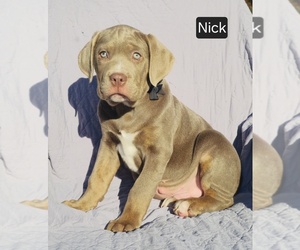 Cane Corso Puppy for sale in MINERAL WELLS, WV, USA