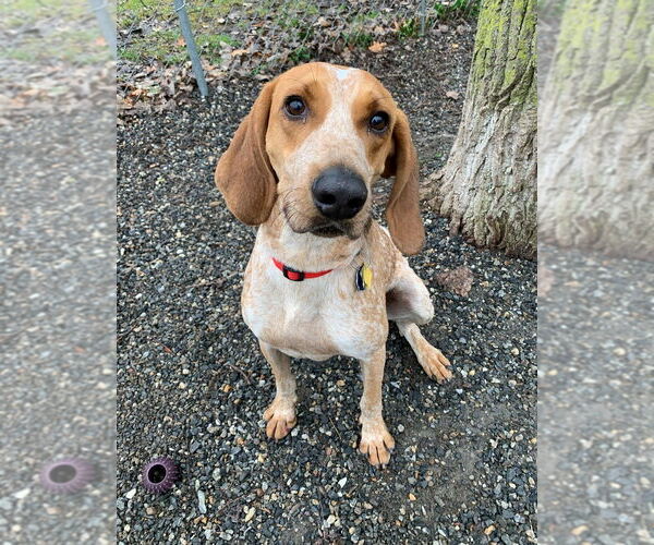 Medium Photo #4 Mutt Puppy For Sale in Elmsford, NY, USA