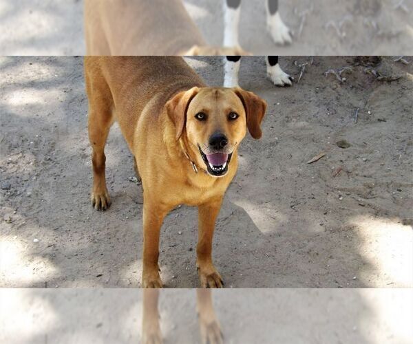 Medium Photo #1 Golden Labrador Puppy For Sale in Brewster, NY, USA