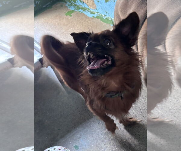 Medium Photo #6 ShiChi Puppy For Sale in Rustburg, VA, USA