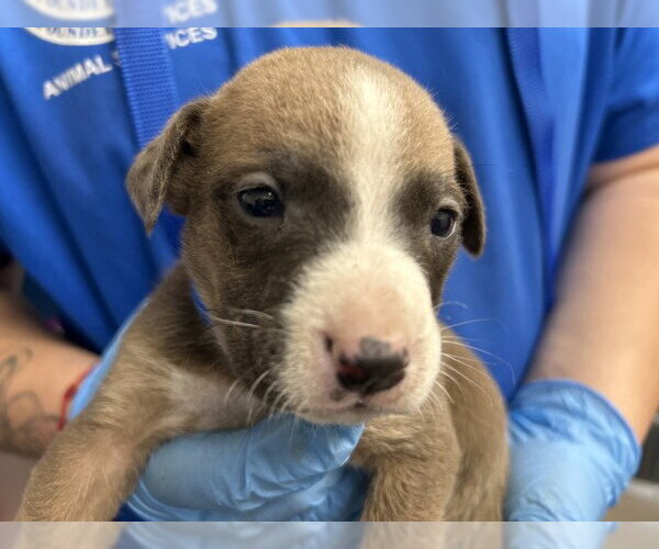 Medium Photo #1 Mutt Puppy For Sale in San Bernardino, CA, USA