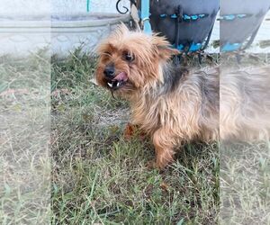 Dutchess - Female Mutt Dog for Adoption - Photo #3