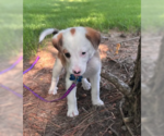 Small #3 Australian Shepherd Mix