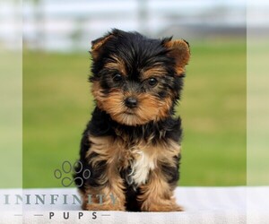 Yorkshire Terrier Puppy for sale in REINHOLDS, PA, USA