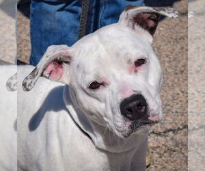 American Bulldog-American Staffordshire Terrier Mix Dogs for adoption in Huntley, IL, USA
