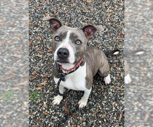 Medium Photo #1 American Staffordshire Terrier-Unknown Mix Puppy For Sale in Palmetto, FL, USA