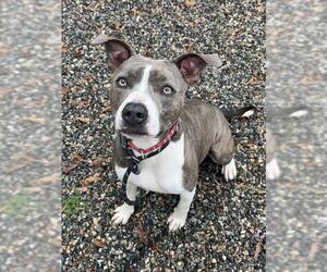 American Staffordshire Terrier-Unknown Mix Dogs for adoption in Palmetto, FL, USA