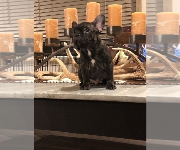 Medium Photo #1 French Bulldog Puppy For Sale in FREDERICKSBURG, TX, USA