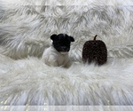 Small Photo #27 Shiranian Puppy For Sale in HAYWARD, CA, USA