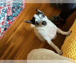 Small Photo #2 Chihuahua-Unknown Mix Puppy For Sale in Elmsford, NY, USA