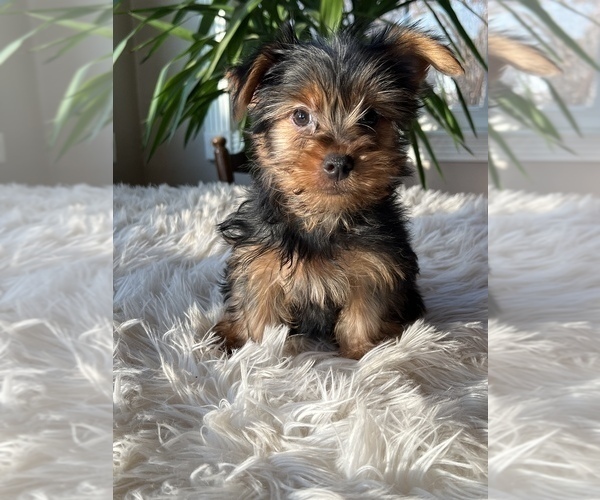 Medium Photo #4 Yorkshire Terrier Puppy For Sale in ELKTON, KY, USA