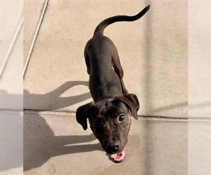 Labrador Retriever-Unknown Mix Dogs for adoption in Denver, CO, USA