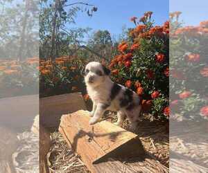 Medium Miniature Australian Shepherd